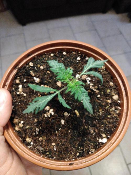 Frosty’s Auto Freak / Nigerian sativa. Week 3 - Faf 2
