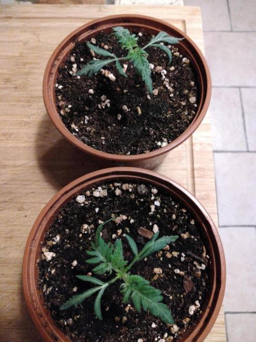 Frosty’s Auto Freak / Nigerian sativa. Week 3