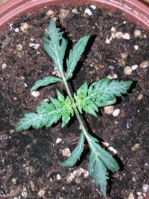 Frosty’s Auto Freak / Nigerian sativa. Week 3 - Faf 2 