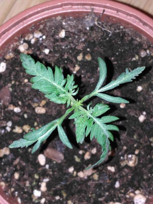Frosty’s Auto Freak / Nigerian sativa. Week 3 - Faf 1