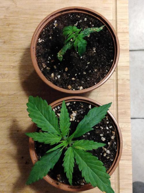 Frosty’s Auto Freak / Nigerian sativa. Week 3 - 1-2 😭