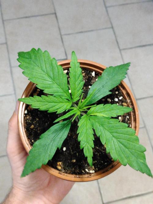 Frosty’s Auto Freak / Nigerian sativa. Week 3 - 1