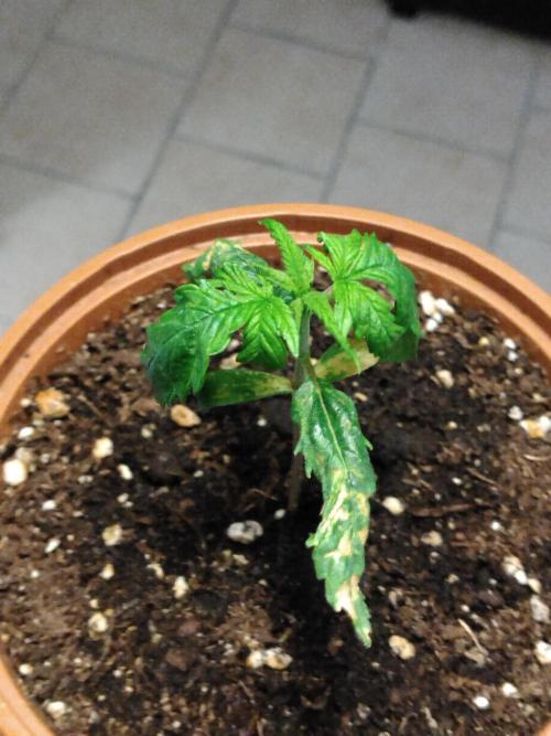 Frosty’s Auto Freak / Nigerian sativa. Week 3 - 2 😭