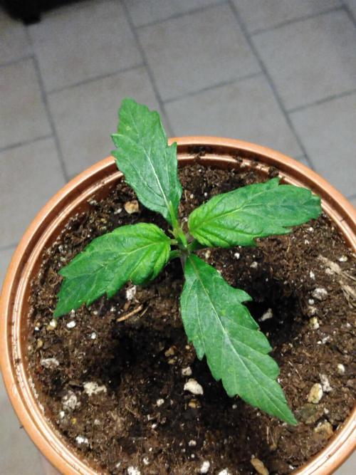 Frosty’s Auto Freak / Nigerian sativa. Week 3 - 3