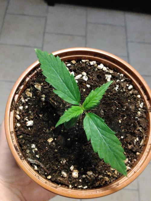 Frosty’s Auto Freak / Nigerian sativa. Week 3 - 4
