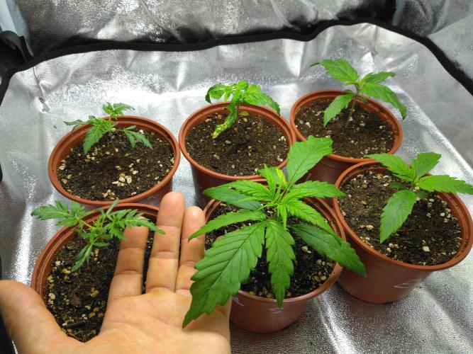 Frosty’s Auto Freak / Nigerian sativa. Week 3 - 5 mai, ça accélère👌