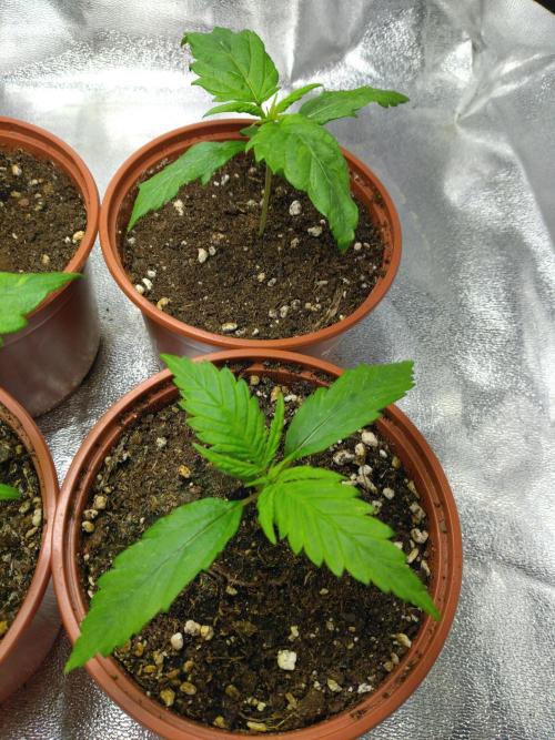Frosty’s Auto Freak / Nigerian sativa. Week 3