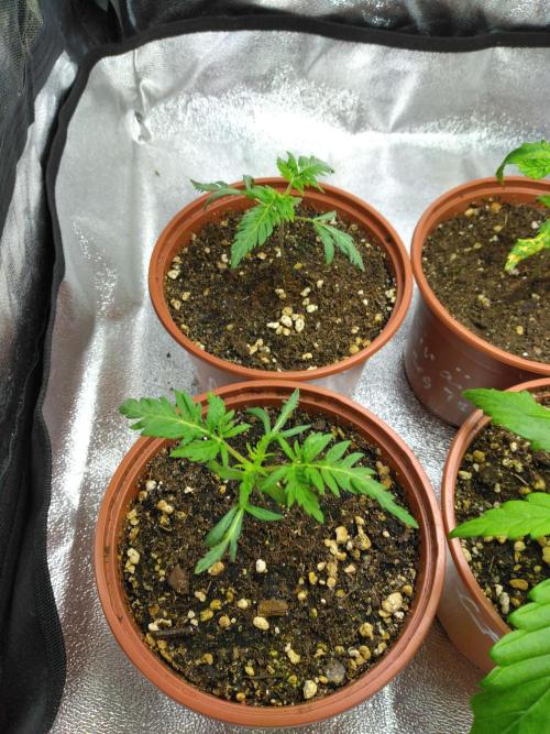 Frosty’s Auto Freak / Nigerian sativa. Week 3
