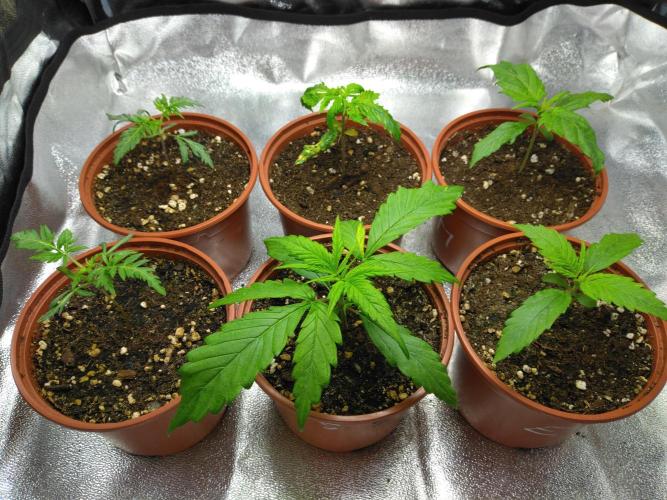 Frosty’s Auto Freak / Nigerian sativa. Week 3