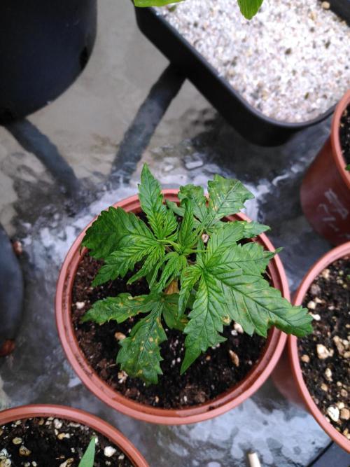 Frosty’s Auto Freak / Nigerian sativa. Week 4 - Nigériane 4