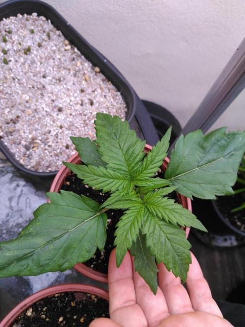Frosty’s Auto Freak / Nigerian sativa. Week 4 - Nigériane 3