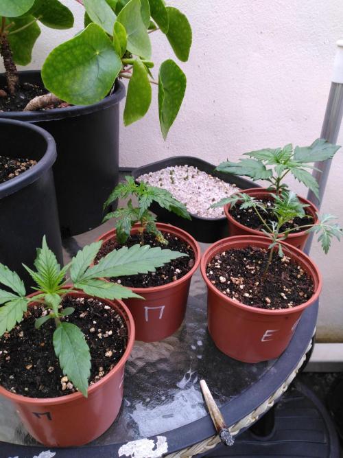 Frosty’s Auto Freak / Nigerian sativa. Week 4