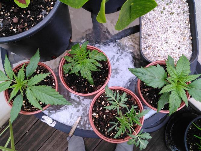 Frosty’s Auto Freak / Nigerian sativa. Week 4