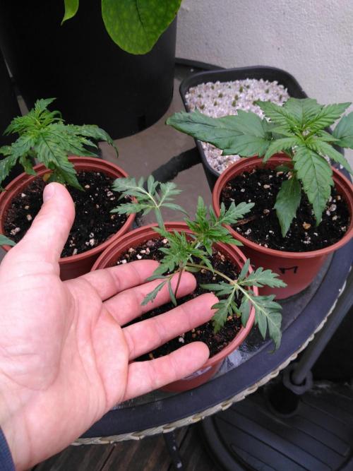 Frosty’s Auto Freak / Nigerian sativa. Week 4 - Faf 2