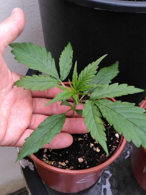 Frosty’s Auto Freak / Nigerian sativa. Week 4 - Nigériane 2