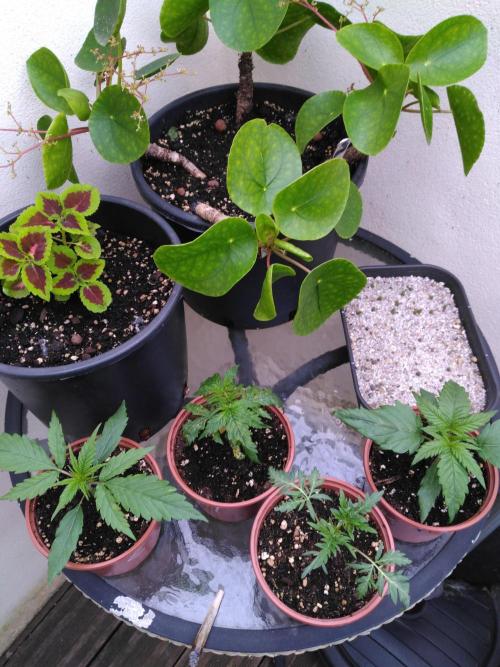 Frosty’s Auto Freak / Nigerian sativa. Week 4 - 3 autres Nigérianes et Faf 2