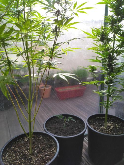 Frosty’s Auto Freak / Nigerian sativa. Week 4 - Frosty's Auto Freak 1