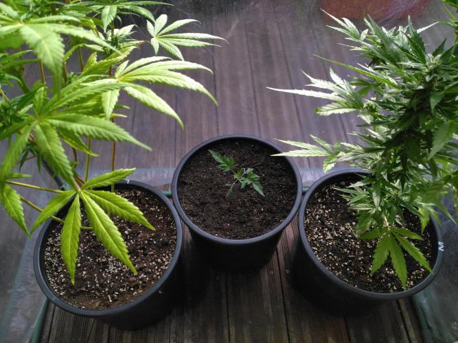 Frosty’s Auto Freak / Nigerian sativa. Week 4 - Frosty's Auto Freak 1