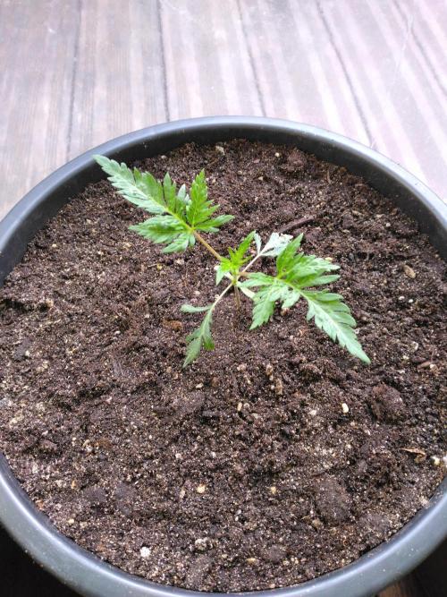 Frosty’s Auto Freak / Nigerian sativa. Week 4 - Frosty's Auto Freak 1