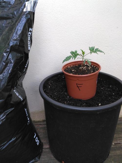 Frosty’s Auto Freak / Nigerian sativa. Week 4 - Frosty's Auto Freak 1