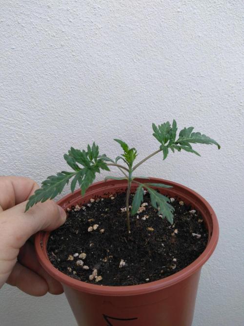 Frosty’s Auto Freak / Nigerian sativa. Week 4 - Frosty's Auto Freak 1