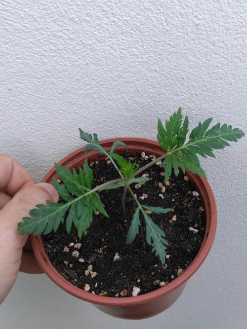 Frosty’s Auto Freak / Nigerian sativa. Week 4 - Frosty's Auto Freak 1