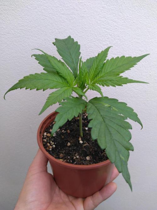Frosty’s Auto Freak / Nigerian sativa. Week 4 - Nigériane 1