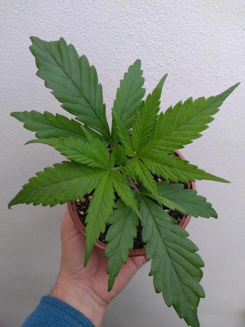 Frosty’s Auto Freak / Nigerian sativa. Week 4 - Nigériane 1