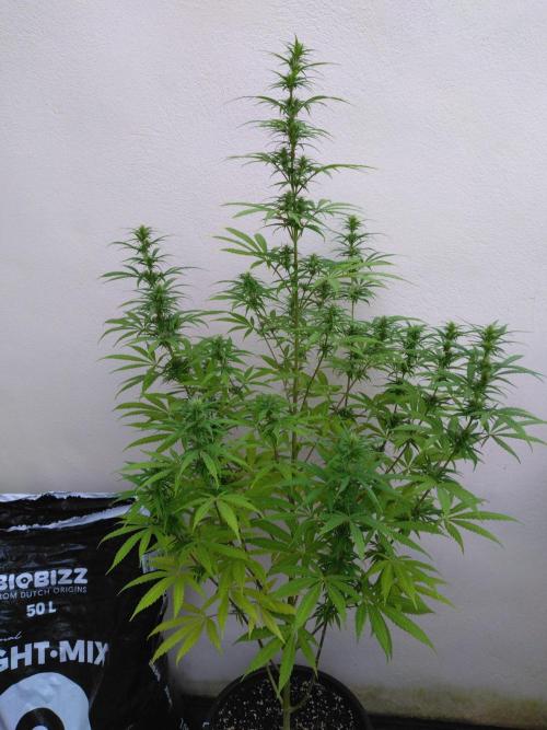 Mazar Afghani#1 - Libanaise Sinaï. Week 7 - Libanaise