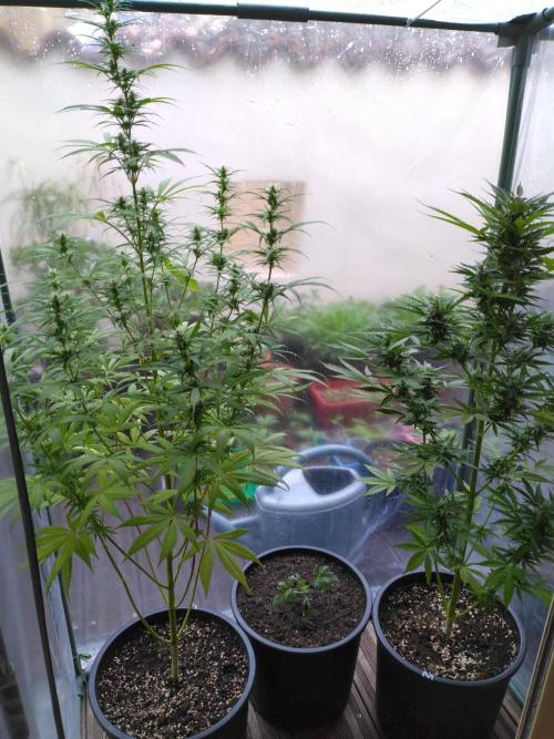 Mazar Afghani#1 - Libanaise Sinaï. Week 7 - Libanaise / Frosty's Auto Freak / Mazar 1