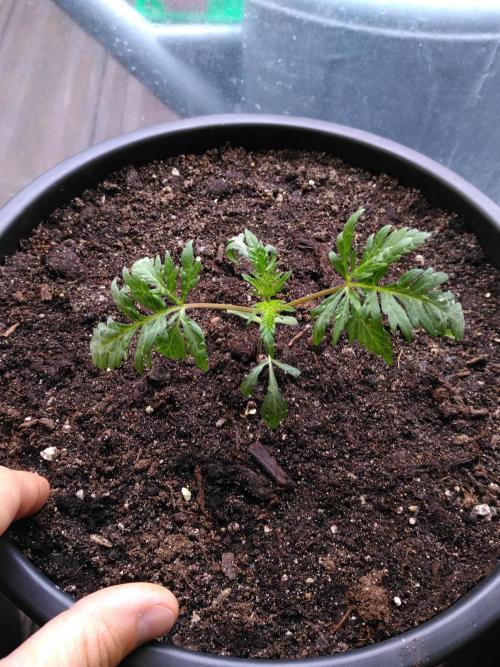 Mazar Afghani#1 - Libanaise Sinaï. Week 7 - Frosty's... 🧟‍♀️