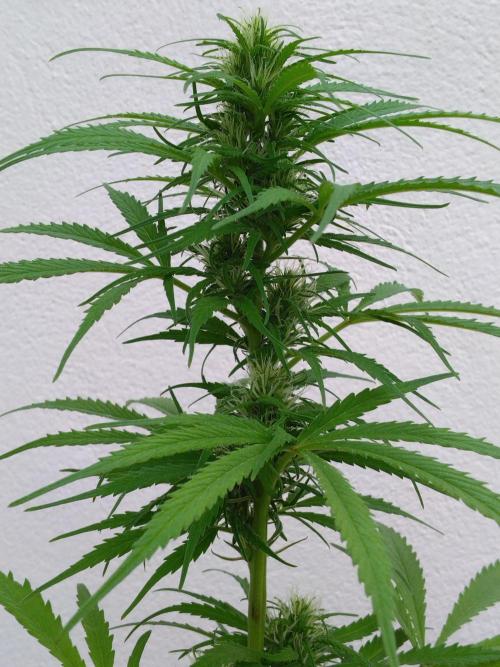 Mazar Afghani#1 - Libanaise Sinaï. Week 7