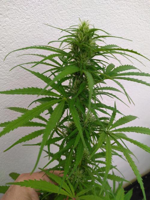 Mazar Afghani#1 - Libanaise Sinaï. Week 7