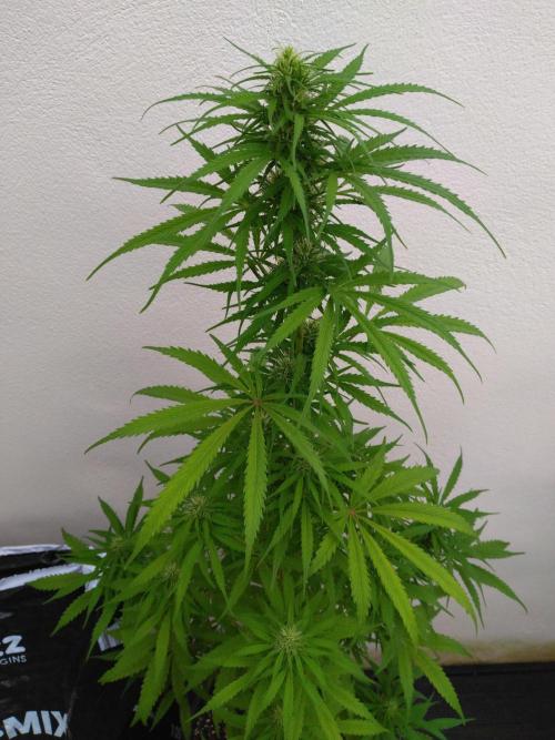 Mazar Afghani#1 - Libanaise Sinaï. Week 7