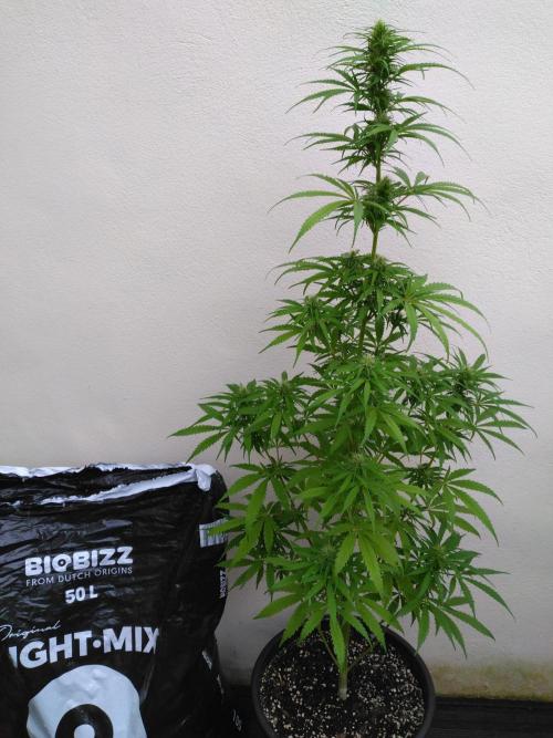 Mazar Afghani#1 - Libanaise Sinaï. Week 7 - Sinaï