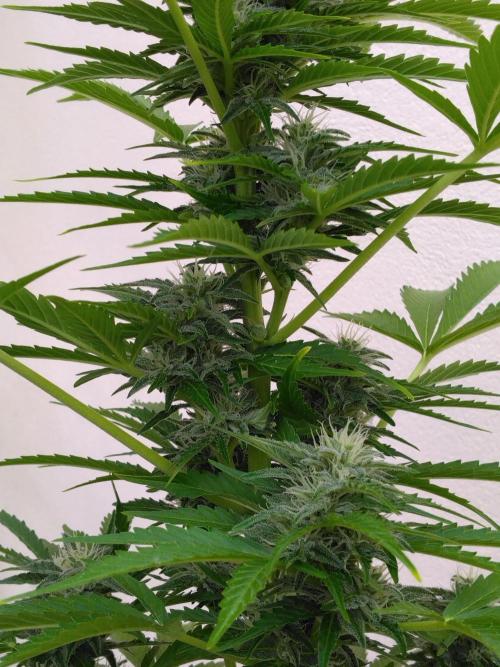 Mazar Afghani#1 - Libanaise Sinaï. Week 7