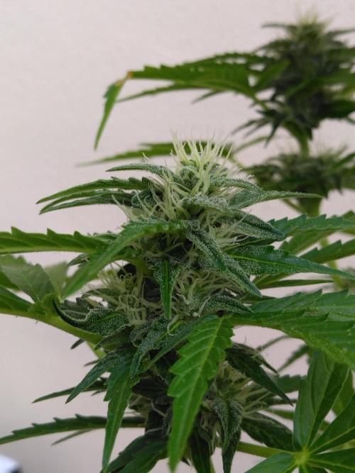 Mazar Afghani#1 - Libanaise Sinaï. Week 7