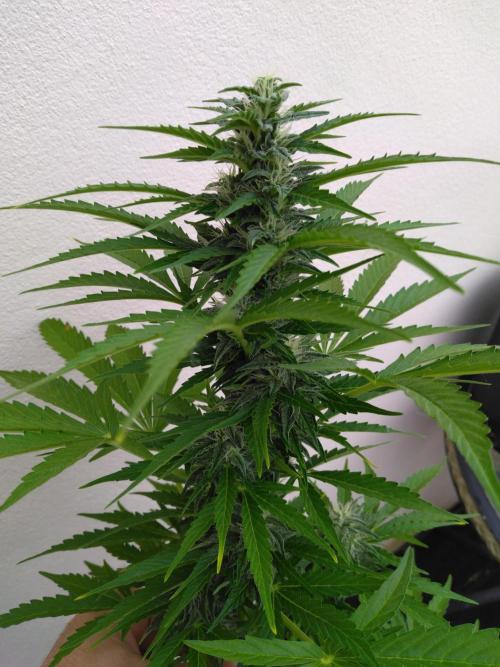 Mazar Afghani#1 - Libanaise Sinaï. Week 7
