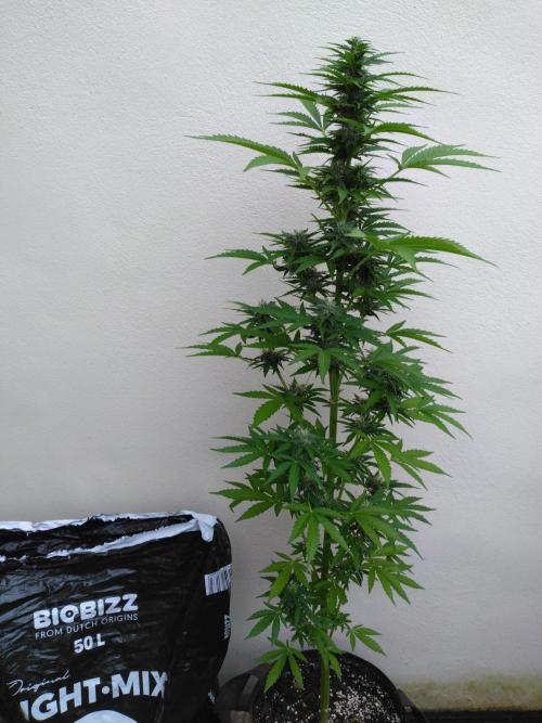 Mazar Afghani#1 - Libanaise Sinaï. Week 7 - Mazar - Phénotype Skunk ?