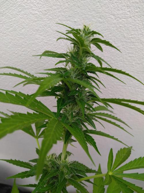 Mazar Afghani#1 - Libanaise Sinaï. Week 7