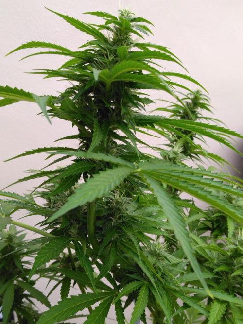Mazar Afghani#1 - Libanaise Sinaï. Week 7