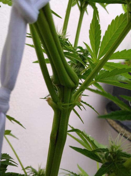 Mazar Afghani#1 - Libanaise Sinaï. Week 7
