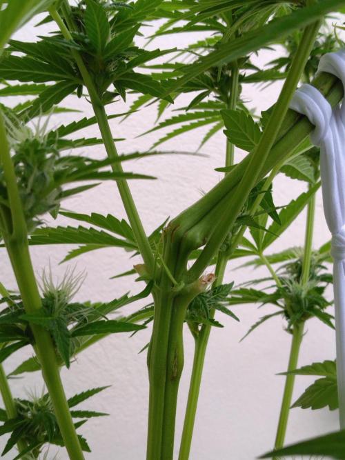 Mazar Afghani#1 - Libanaise Sinaï. Week 7