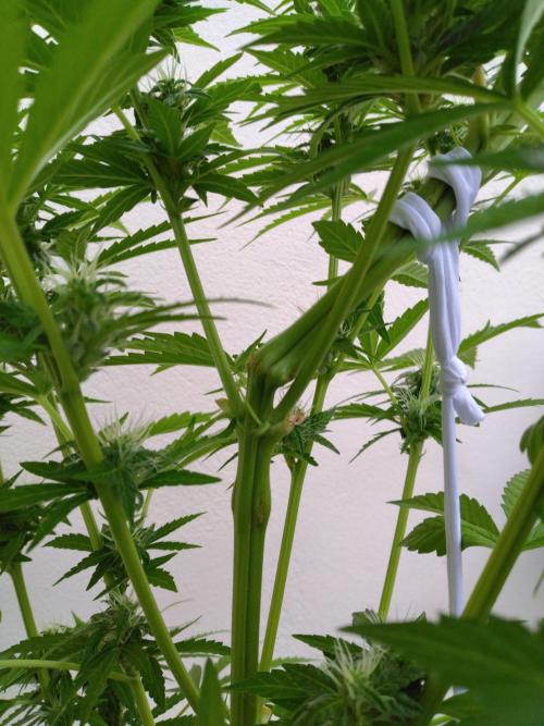 Mazar Afghani#1 - Libanaise Sinaï. Week 7