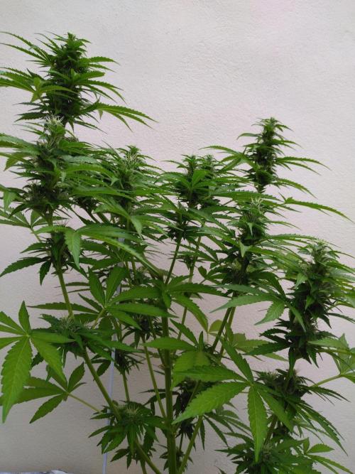 Mazar Afghani#1 - Libanaise Sinaï. Week 7