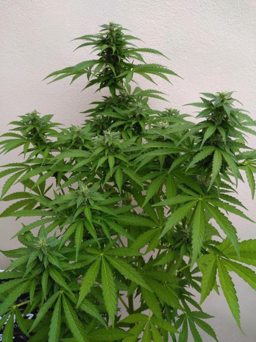 Mazar Afghani#1 - Libanaise Sinaï. Week 7