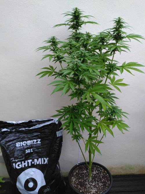Mazar Afghani#1 - Libanaise Sinaï. Week 7 - Afghani#1