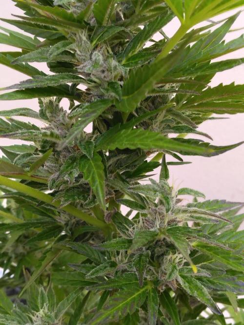 Mazar Afghani#1 - Libanaise Sinaï. Week 7