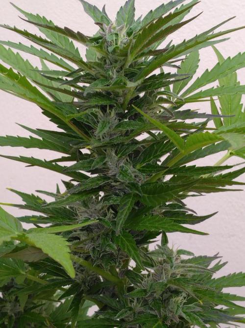 Mazar Afghani#1 - Libanaise Sinaï. Week 7