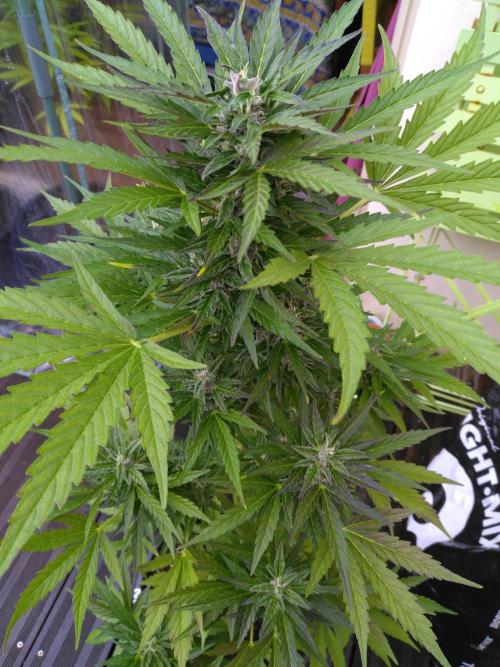 Mazar Afghani#1 - Libanaise Sinaï. Week 7